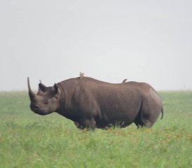 10 jours en stage de safari spectaculaire à Tarangire, Serengeti, Ngorongoro, lac Eyasi et lac Manyara - Photo 4