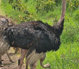3 días de safari privado de la época de cría de ñus en Serengeti y Ngorongoro, Tanzania - Photo 2