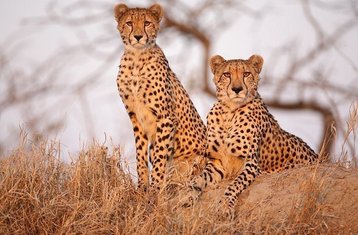 3 Tage Kruger-Nationalpark und Panorama Route Safari in Südafrika