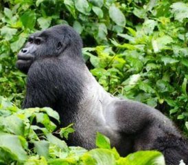 3 Tage Uganda Gorilla Trekking Safari im Bwindi Impenetrable Nationalpark - Photo 3