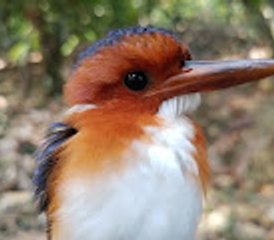 18 Tage Picathartes- und Upper Guinea Endemics Vogelbeobachtungstour in Ghana - Photo 3