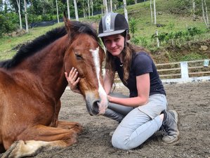 21 Tage Natural Horsemanship und Klassisches Reiten in Tucurrique, Cartago, Costa Rica
