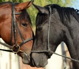 87 Day Mesmerizing Alpujarra Trail Ride Holiday in Lanjaron, Granada - Photo 1