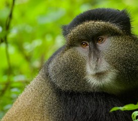 7 jours safari au Rwanda – safaris à Akagera et trekking des singes dorés - Photo 2