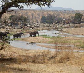 7 jours safari guidé au parc national de Ruaha, réserve de Selous et parc national de Mikumi, Tanzanie - Photo 5