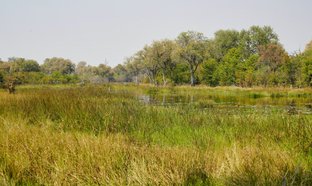 Okavangodelta Retreats und Reisen