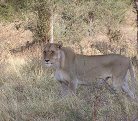 77-Daagse Safari Tour in Botswana - Photo 1
