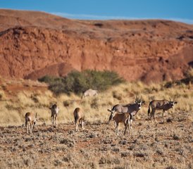 03 jours en stage de safari en Namibie à Sossusvlei, Namibie - Photo 1