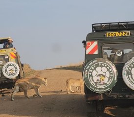 7 Day Kenya Safari Adventure: Masai Mara, Lake Nakuru, Naivasha, and Amboseli - Photo 5