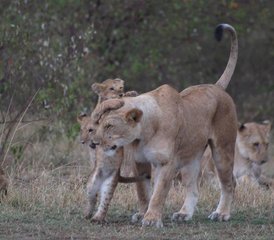 2 Tage Wunderbare Tsavo West und Tsavo East Safari in Kenia von Mombasa - Photo 4