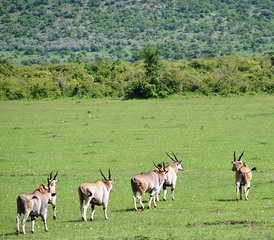 5 jours en safari de camping palpitant dans le Serengeti et le cratère du Ngorongoro, Tanzanie - Photo 5