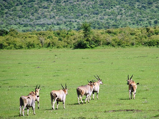 5 Days Thrilling Serengeti and Ngorongoro Crater Camping Safari in Tanzania