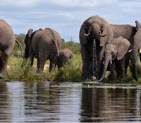 5 Tage Best of Kruger und Blyde River Canyon: Private Safari in Südafrika - Photo 4
