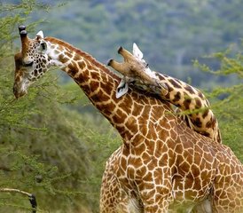 911 Tage Das Beste von Kenia und Tansania Safari: Masai Mara, Nakurusee, Amboseli, Manyarasee, Ngorongoro - Photo 1