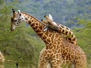 11 Day Best of Kenya & Tanzania Safari: Masai Mara, Lake Nakuru, Amboseli, Lake Manyara, Ngorongoro