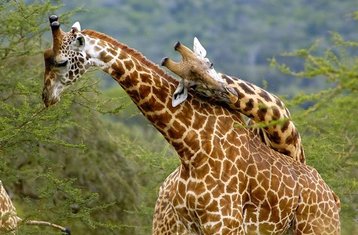 11 Day Best of Kenya & Tanzania Safari: Masai Mara, Lake Nakuru, Amboseli, Lake Manyara, Ngorongoro