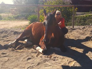 3 Day Yoga and Meditation with Horses Retreat near Barcelona, Spain