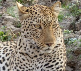 94 Tage Fantastische Camping Wildtier Safari in Tansania - Photo 1