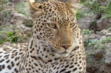 4 jours en stage de safari faune et camping en Tanzanie
