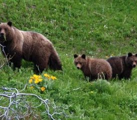 7 Tage Wildtierverfolgung und Naturschutz Reiturlaub in Kanada - Photo 3