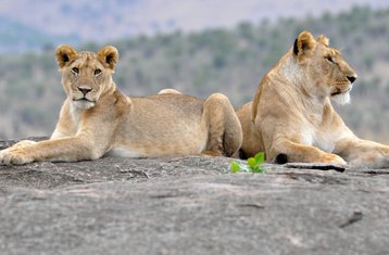 3 Day Budget Group Joining Camping Safari in Masai Mara National Reserve, Kenya