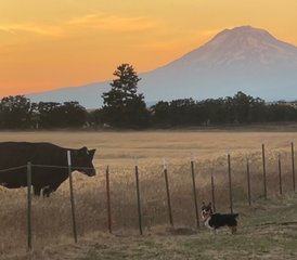 9 Daagse Ontspannende 50-Uur Restorative & Yin Yoga Docentenopleiding in Oregon, USA - Photo 4