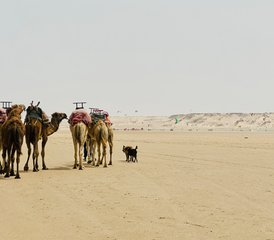 7 Tage Kitesurf-Camp für Alle Niveaus mit Dakhla Breeze Kiteschool in Dakhla, Marokko - Photo 4