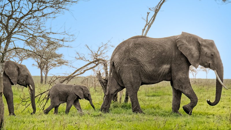 2 Day Tanzania Safari: Explore Tarangire National Park and Ngorongoro Crater