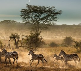 97 jours en stage de camping à Tarangire, Serengeti, cratère du Ngorongoro, Tanzanie - Photo 1