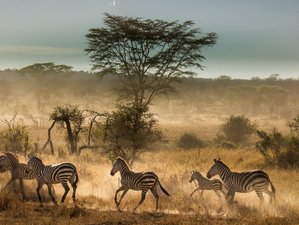 7 Day Camping Tour in Tarangire, Serengeti, Ngorongoro Crater, Tanzania