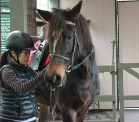 3-Daagse getaway - korte paardensportpauze in Yarra Valley - Photo 4