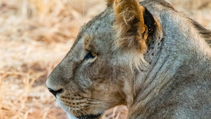 3 Day Exclusive Wilderness Escape: Private Masai Mara Safari in Kenya
