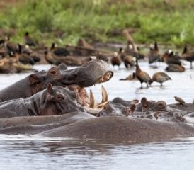 3 jours safari privé Best of en camp sous tente au lac Manyara, Ngorongoro et Tarangire, Tanzanie - Photo 3