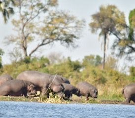 8-daagse safari-ervaring in de Okavangodelta en het Chobe National Park in Botswana - Photo 4
