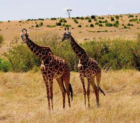 114 jours safari économique au Masai Mara et au lac Nakuru, Kenya - Photo 1