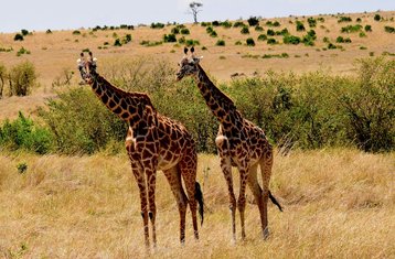 4 Day Masai Mara & Lake Nakuru Economy Safari Adventure in Kenya