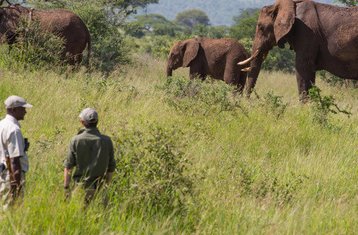 6 Day Walking Safari and Culture Tour in Tanzania