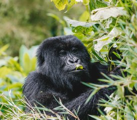2 Tage Gorilla-Safari-Abenteuer im Volcanoes-Nationalpark, Ruanda - Photo 4