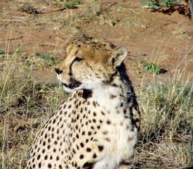 210 Tage Camping Safari im Norden Namibias, Damaraland, Küste und Sossusvlei - Photo 1