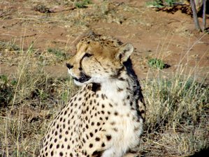 10-Daagse Geweldige Kampeersafari in Noord-Namibië
