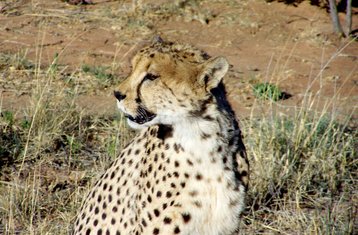 10-Daagse Kampeersafari in Noord-Namibië, Damaraland, Kust en Sossusvlei