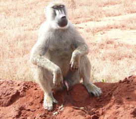 2 Tage Übernacht-Safari im Tsavo East von Diani Beach oder Nairobi in Kenia - Photo 3