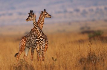 3 Tage Samburu Budget Camping Safari in Kenia