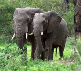 5 Días De Safari en Kenia en El Masai Mara, El Lago Nakuru Y El Lago Naivasha - Photo 5