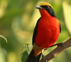 15-Daagse Ghana Mega Picathartes & Upper Guinea Endemics - Photo 3