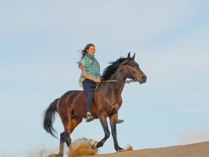 Halve Dag Niet-Residentiële Paardrijervaring in Sidi Kaouki Marokko