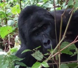 3 días de trekking de gorilas en Uganda vía Kigali, Ruanda - Photo 4