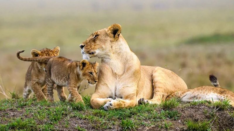 7 Day Masai Mara, Nakuru, Naivasha, and Amboseli Budget Safari in Kenya