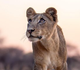 8 Tage Klassische Safari in Mikumi, Ruaha und Selous mit Bootssafari in Süd-Tansania - Photo 2
