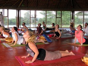 50 Day 500-Hour Hatha Yoga Teacher Training Course in Rishikesh, India